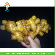 New Season Chinese Fresh Ginger Size 150gm & up Packing 10kg Carton Export Egypt Market